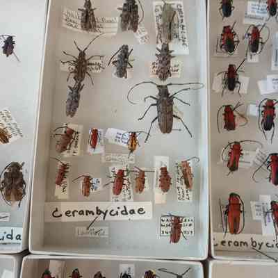 Beetles