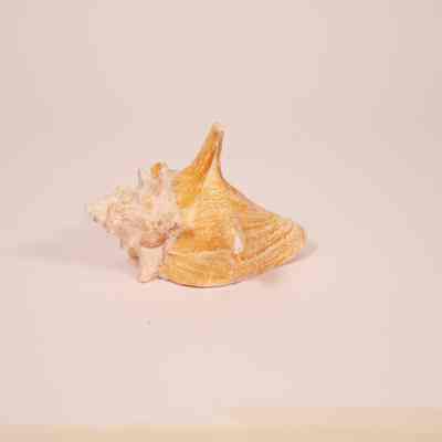 Conch Shell