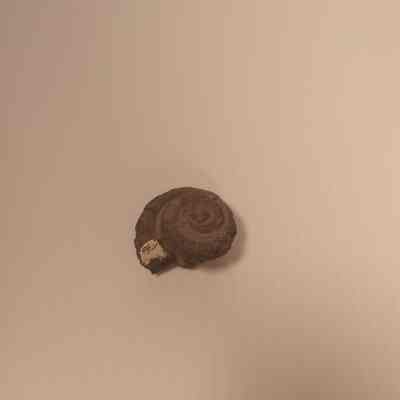 Maclirites sp. (macluritid gastropod-snail) Specimen 1