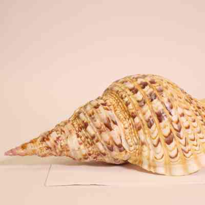 Conch Shell