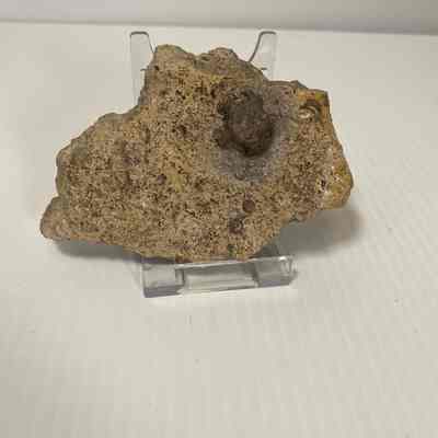 Pleurocrinus coronatus