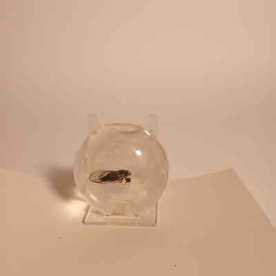 Cicada