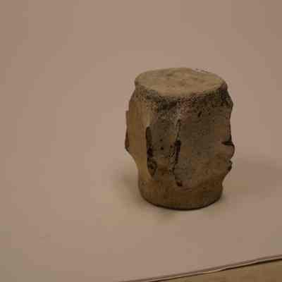fossilized vertabrae