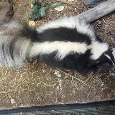 Striped Skunk Mephitis mephitis