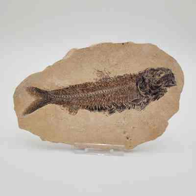 Fish Fossil