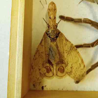 Moth