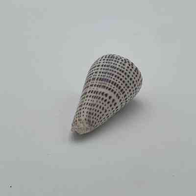Conus leopardo