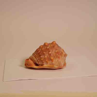Conch Shell