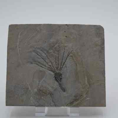Gogia spiralis Fossil