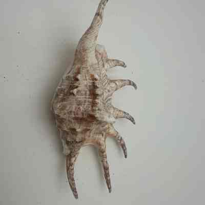 Unknown shell