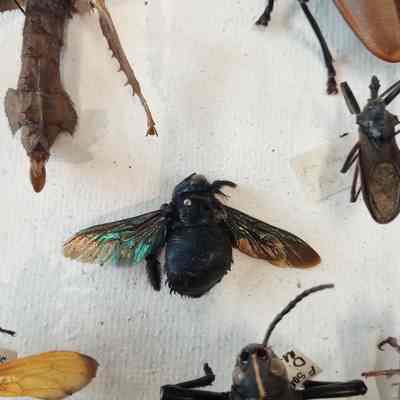 Bee