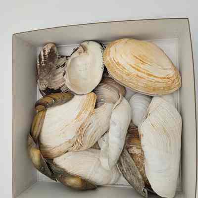 Fresh Water Clams