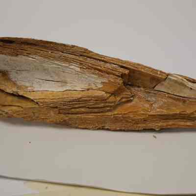 Ivory Tusk