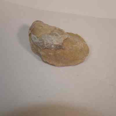 Bivalve