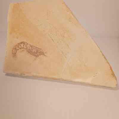 Antrimpos meyeri