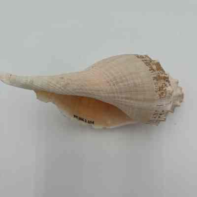 Unknown shell