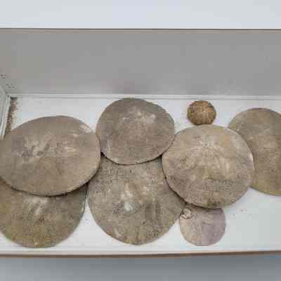 Sand Dollars