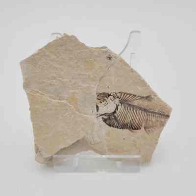 Fish Fossil