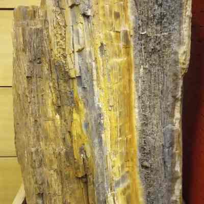 Petrified wood