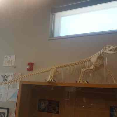 Komodo Dragon Skeleton Varanus komodoensis