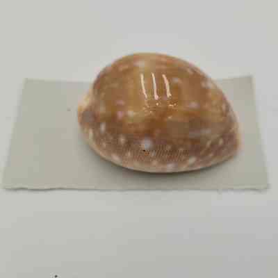 Pacific Deer Cowrie