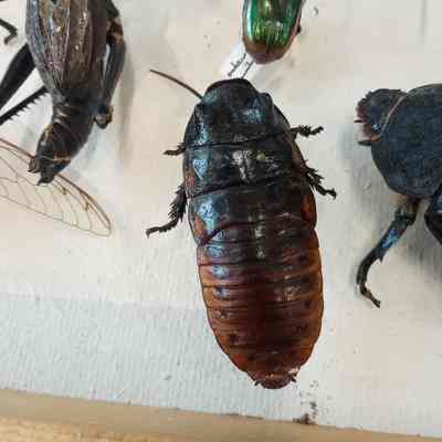 Cockroach