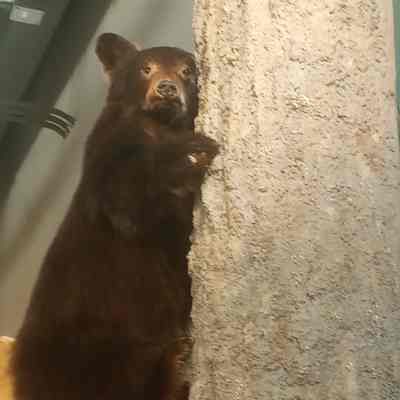 Black Bear Ursus americanus