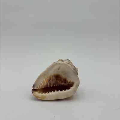 Unknown shell
