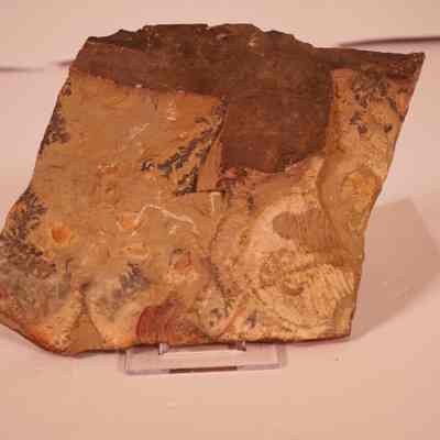 Trilobite fossil