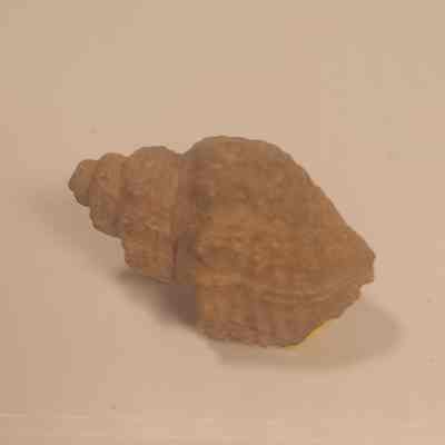 df. Admetopsis sp.