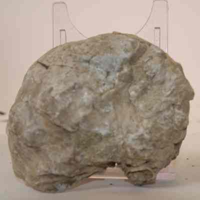 Bivalve Fossil