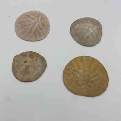 Sand Dollars