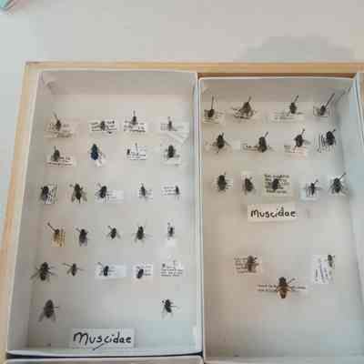 Flies