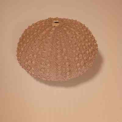 Echinodermata (sea urchin)