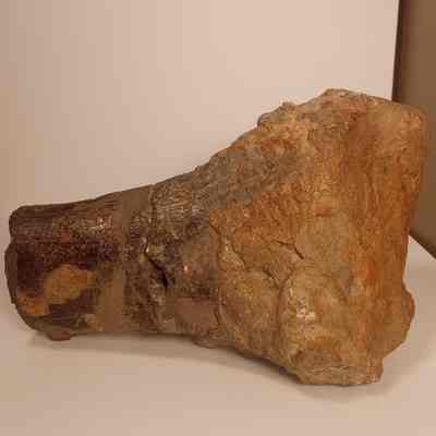 Unknown sauropod limb bone