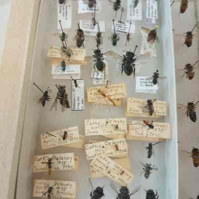 Hymenoptera