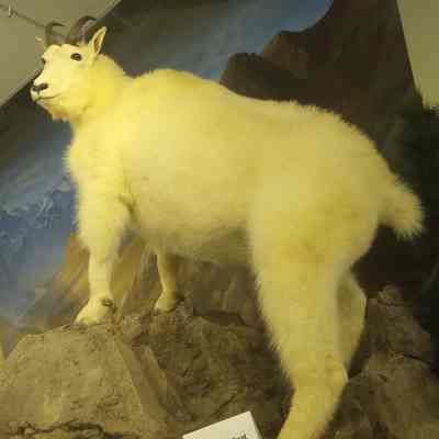 Mountain goat Oreamnos americanus