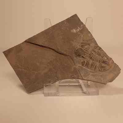 Asaphicisicus wheeleri (asaphicis trilobite) Specimen 1