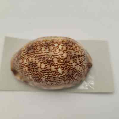 Snail Cowrie
