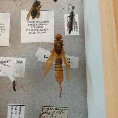 Sawfly