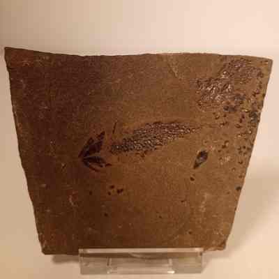 Osteolepis panderi (osteolepid lobe-finned fish)