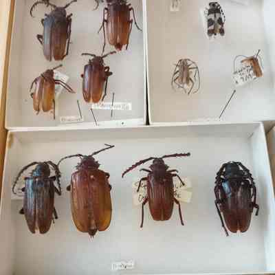 Beetles