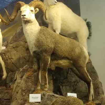 Stone sheep Ovis dalli stonei