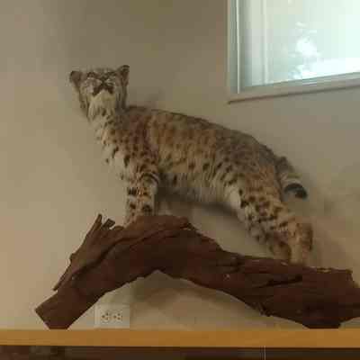Bobcat Lynx rufus