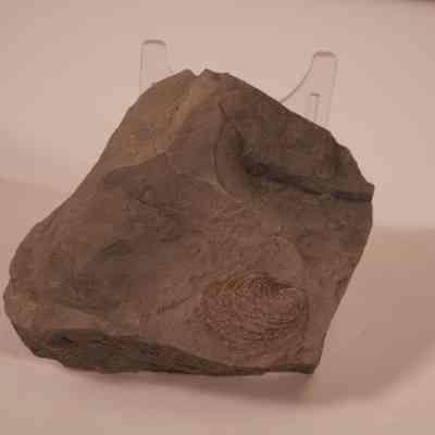 Fossilized Bivalve