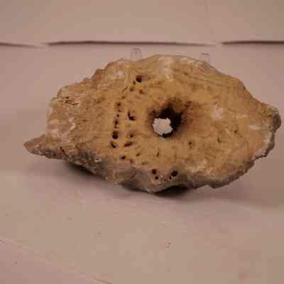 Fossil