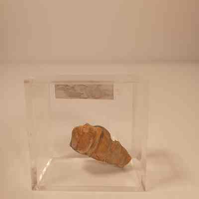 Unidentified Gastropod