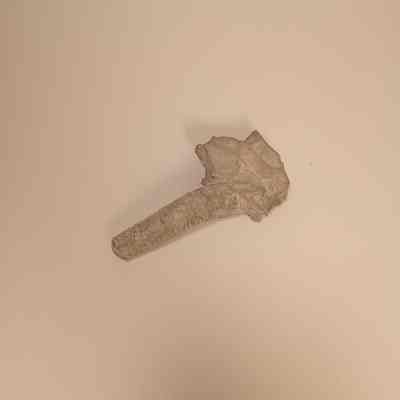 Unidentified Cephalopod Specimen 2