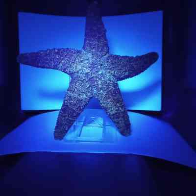 Fluorescent starfish