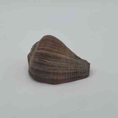 Unknown Shell